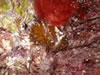 Coral Recruitment