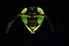 Wasp
