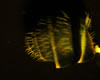 Stereo microscope fluorescence photograph of ant abdomen. © Charles Mazel