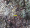 stereo microscope fluorescence