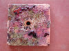 Settlement tile – white light. Photograph © NIGHTSEA/Charles Mazel