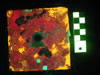 Settlement tile – fluorescence. Photograph © NIGHTSEA/Charles Mazel
