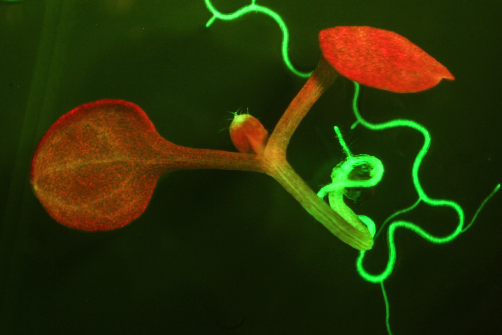 Arabidopsis fluorescence imaged with long-pass filter (c) NIGHTSEA