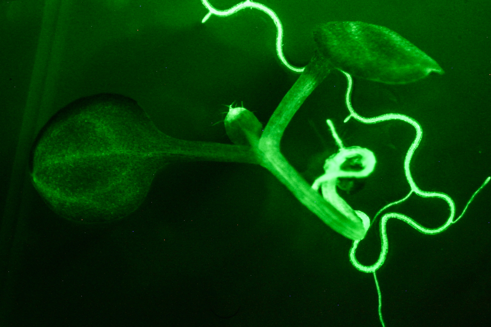 Arabidopsis fluorescence imaged with bandpass filter (c) NIGHTSEA