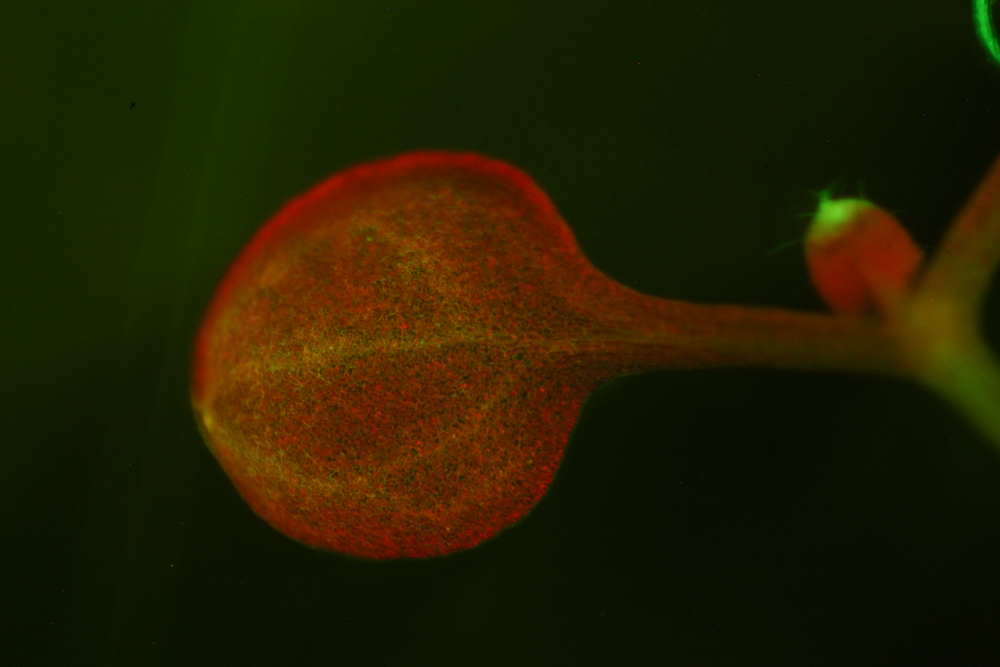 Arabidopsis fluorescence imaged with long-pass filter (c) NIGHTSEA