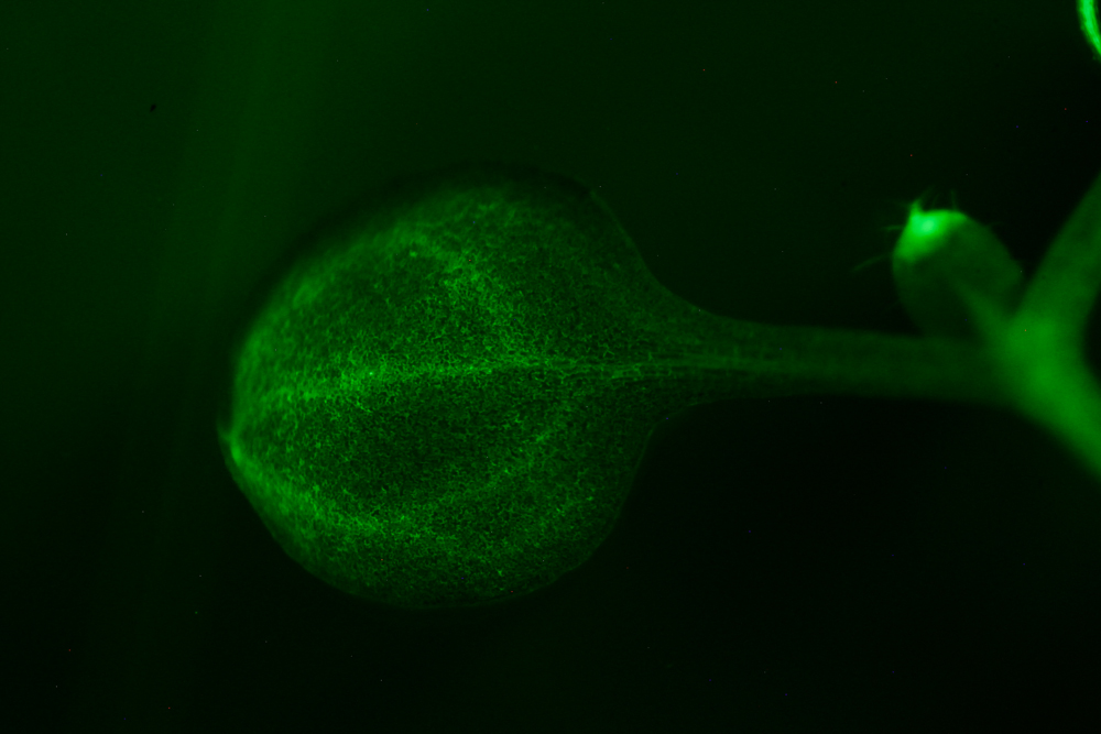 Arabidopsis fluorescence imaged with bandpass filter (c) NIGHTSEA