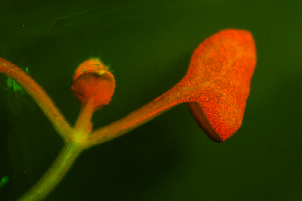 Arabidopsis fluorescence imaged with long-pass filter (c) NIGHTSEA