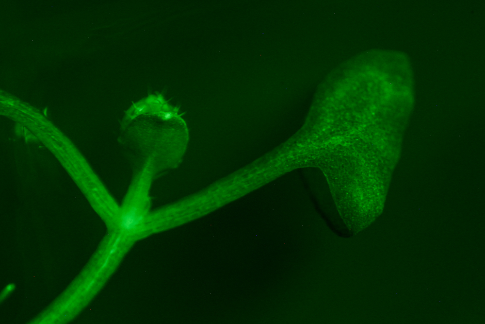 Arabidopsis fluorescence imaged with bandpass filter (c) NIGHTSEA