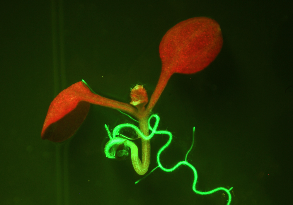 Arabidopsis fluorescence imaged with long-pass filter (c) NIGHTSEA