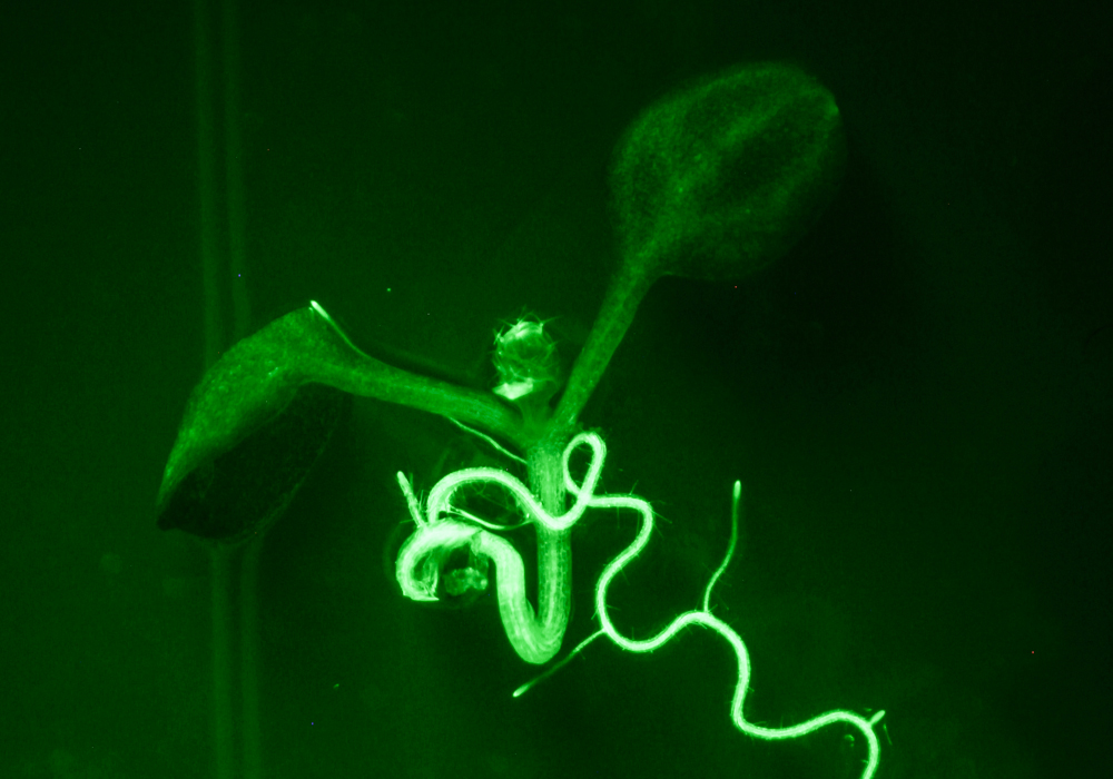 Arabidopsis fluorescence imaged with bandpass filter (c) NIGHTSEA