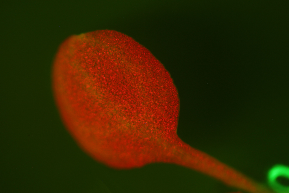 Arabidopsis fluorescence imaged with long-pass filter (c) NIGHTSEA