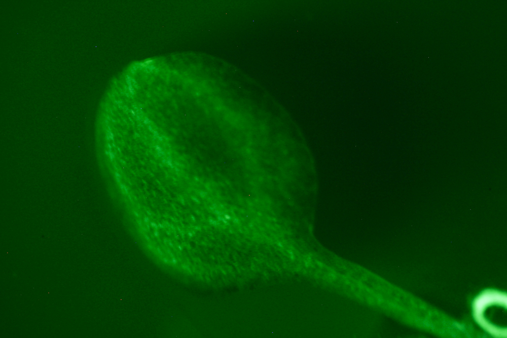Arabidopsis fluorescence imaged with bandpass filter (c) NIGHTSEA