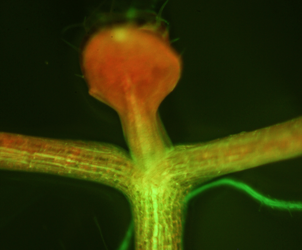 Arabidopsis fluorescence imaged with long-pass filter (c) NIGHTSEA