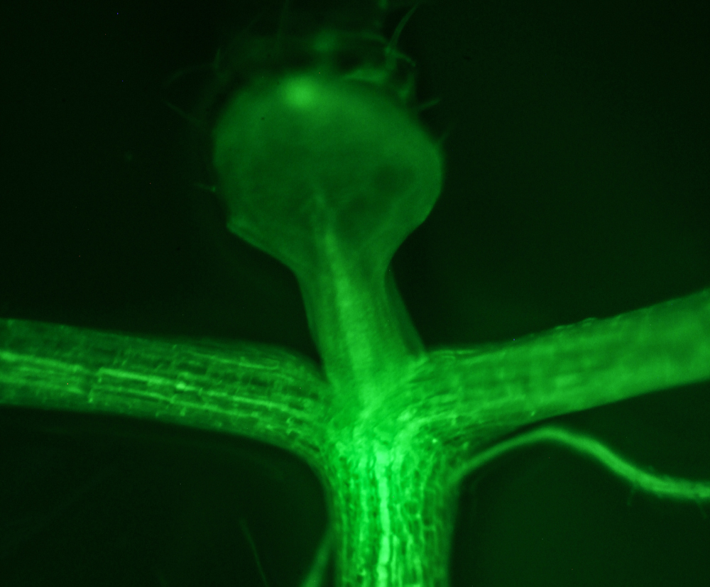 Arabidopsis fluorescence imaged with bandpass filter (c) NIGHTSEA