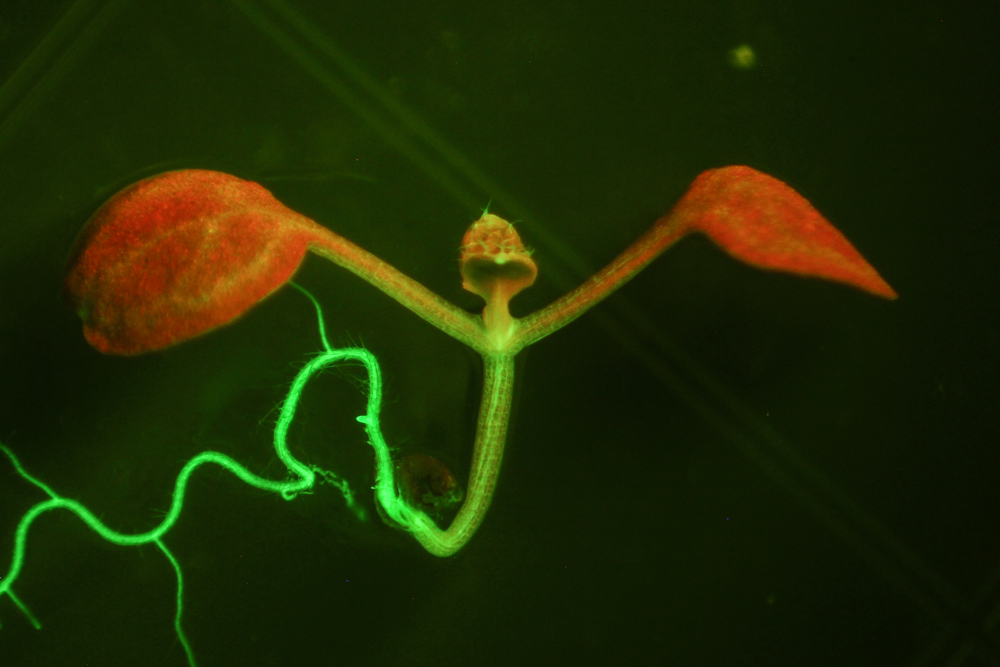 Arabidopsis fluorescence imaged with long-pass filter (c) NIGHTSEA
