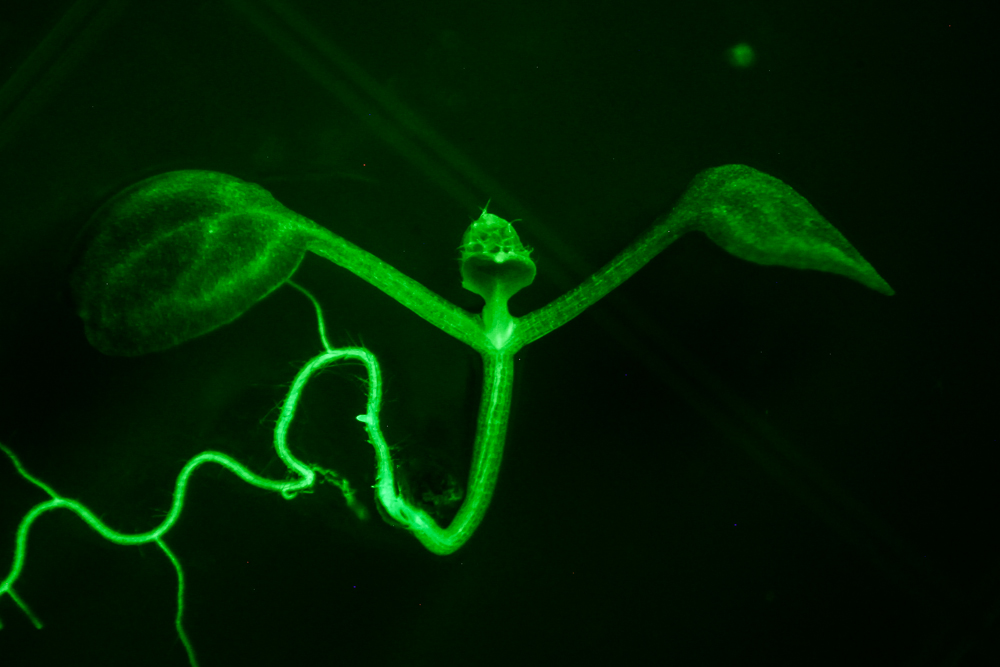 Arabidopsis fluorescence imaged with bandpass filter (c) NIGHTSEA
