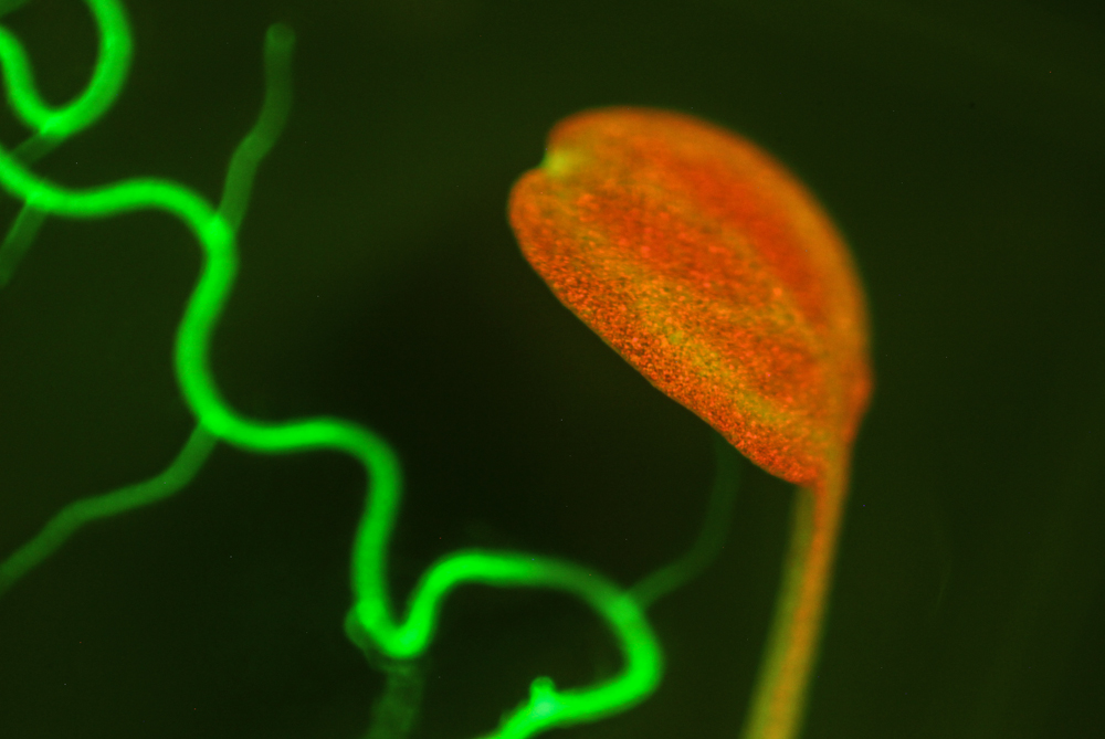 Arabidopsis fluorescence imaged with long-pass filter (c) NIGHTSEA