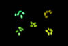 Royal blue excitation with yellow barrier filter. Seeds: upper left – bright green fluorescent, lower left – weak green fluorescent, center – control, upper right – bright red fluorescent, lower right – weak red fluorescent.