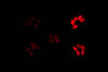 Green excitation with red barrier filter. Seeds: upper left – bright green fluorescent, lower left – weak green fluorescent, center – control, upper right – bright red fluorescent, lower right – weak red fluorescent.