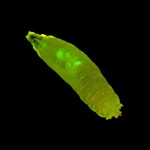 Drosophila larva, GFP © Charles Mazel