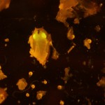 Drosophila larva, YFP eyes © Charles Mazel