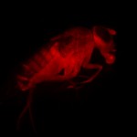 Adult Drosophila, UAS-Tomato Tubulin GAL4 © Charles Mazel