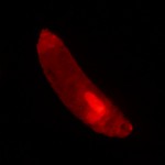 Drosophila larva, UAS-Tomato Tubulin GAL4 © Charles Mazel