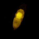 Drosophila pupa, Venus in muscle © Charles Mazel