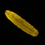 Drosophila larva, Venus in muscle © Charles Mazel