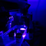 NIGHTSEA SFA in the Dustan Lab