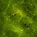 Paper towel, fluorescence