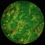Eagle excrement fluorescence