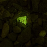 Unitron Z850 - bone fragment, fluorescence, Royal Blue