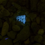 Unitron Z850 - bone fragment, fluorescence, Ultraviolet