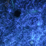 Unitron Z850 - dust bunny, fluorescence, Ultraviolet