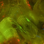 Zeiss 508 - barnacle