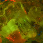 Zeiss 508 - barnacle