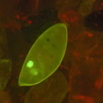 Zeiss 508 - ostracod