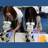 Dr. Jenny Lenkowski and a young student observing fluorescent zebrafish under the microscope.