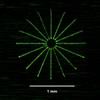TAM panel starburst with fluorescent penetrant
