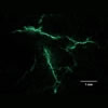 Cracks in Sonaspection test plate, fluorescent penetrant