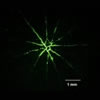 Crack feature, fluorescent penetrant