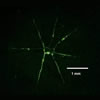 Crack feature, fluorescent penetrant