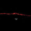Crack feature on Sonaspection test plate, fluorescent magnetic particles
