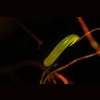 Millipede fluorescence © Charles Mazel