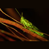 Rosemary grasshopper Schistocerca ceratiola fluorescence © Charles Mazel