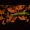Two-striped walking stick Anisomorpha buprestoides fluorescence © Charles Mazel