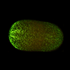 SMED colagen labeled with FITC