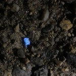 Small bone fragment in dirt, fluorescence, ultraviolet excitation, with white light added