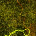 Dust bunny, fluorescence, royal blue excitation